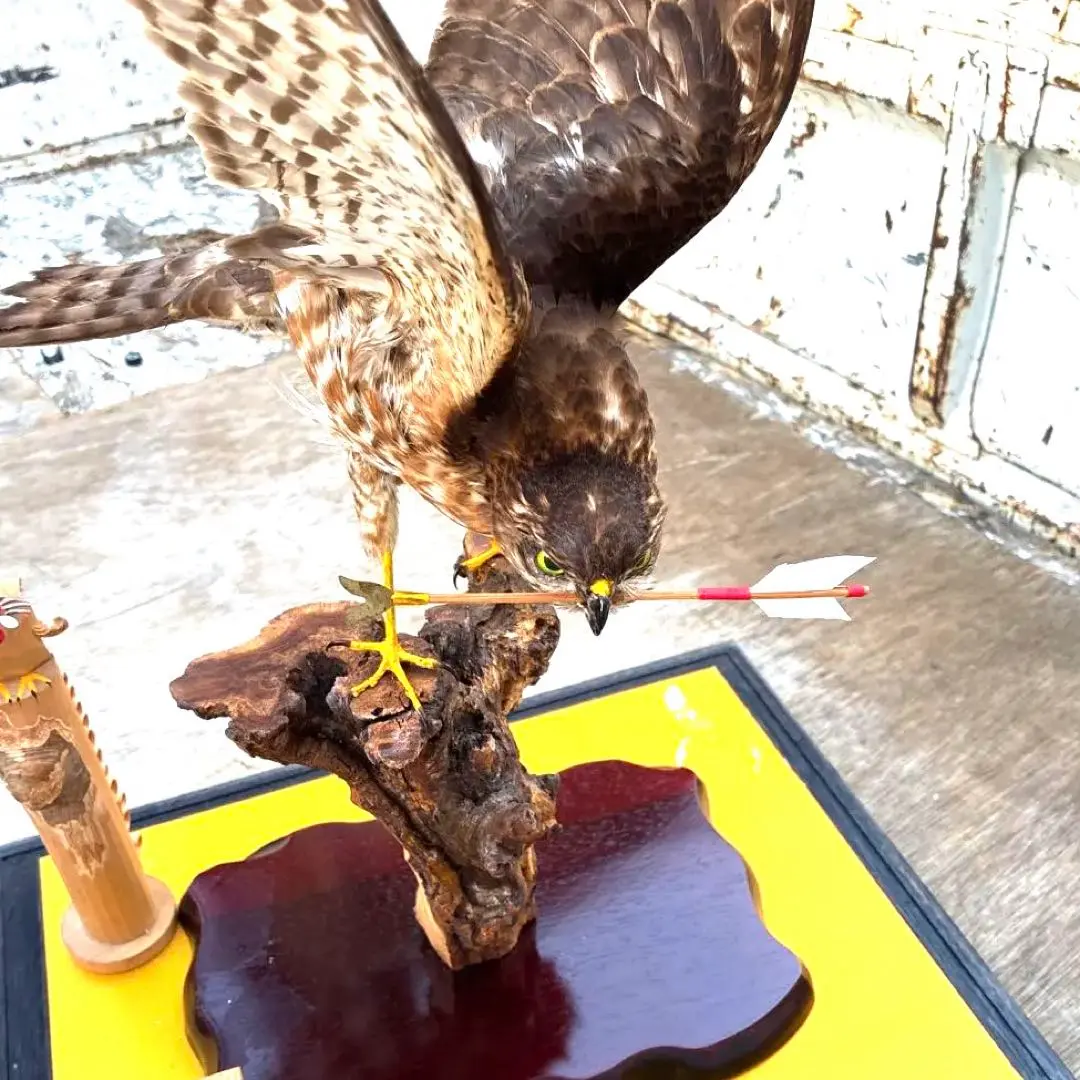 2026年最新】鷹の剥製の人気アイテム - メルカリ