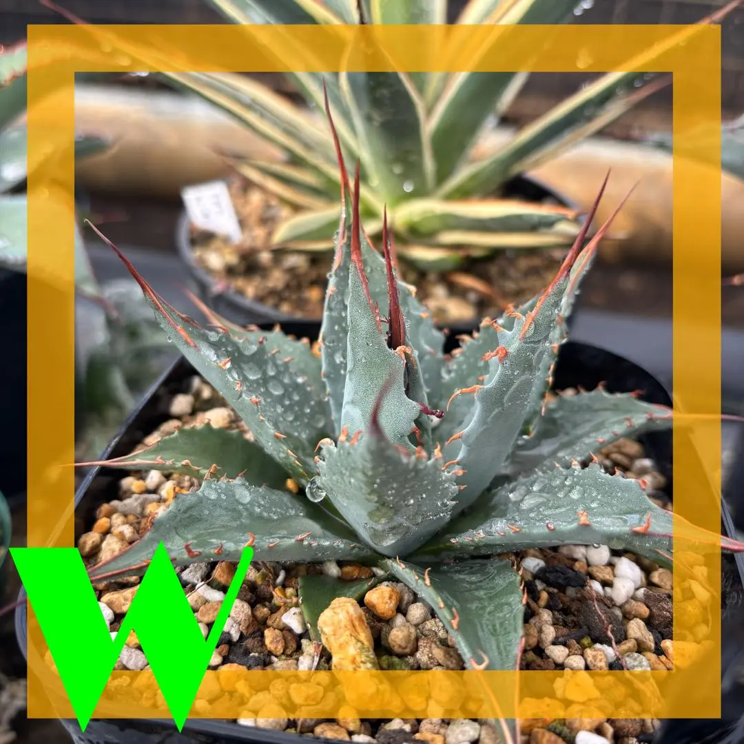 2026年最新】コロラータ ハイブリッドの人気アイテム - メルカリ