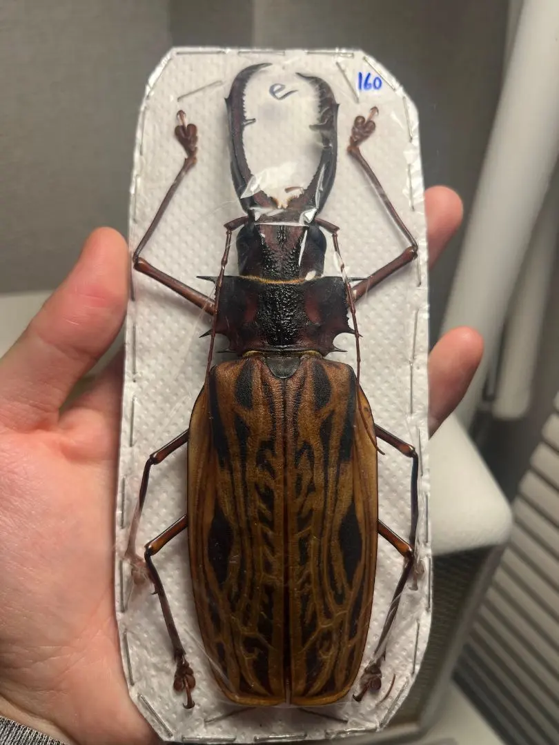 2026年最新】オオキバウスバカミキリ 標本の人気アイテム - メルカリ