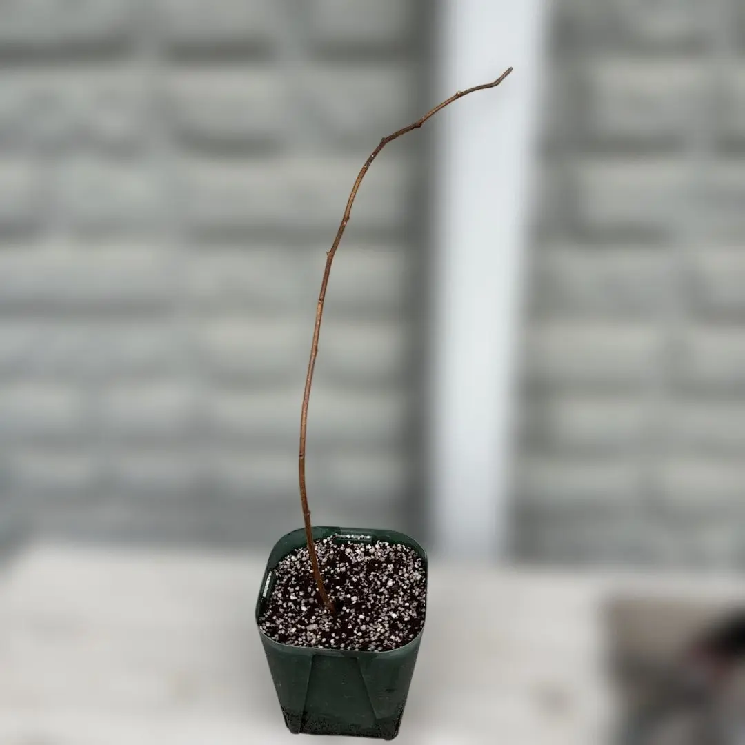 2026年最新】ラズベリー トゥラミーンの人気アイテム - メルカリ