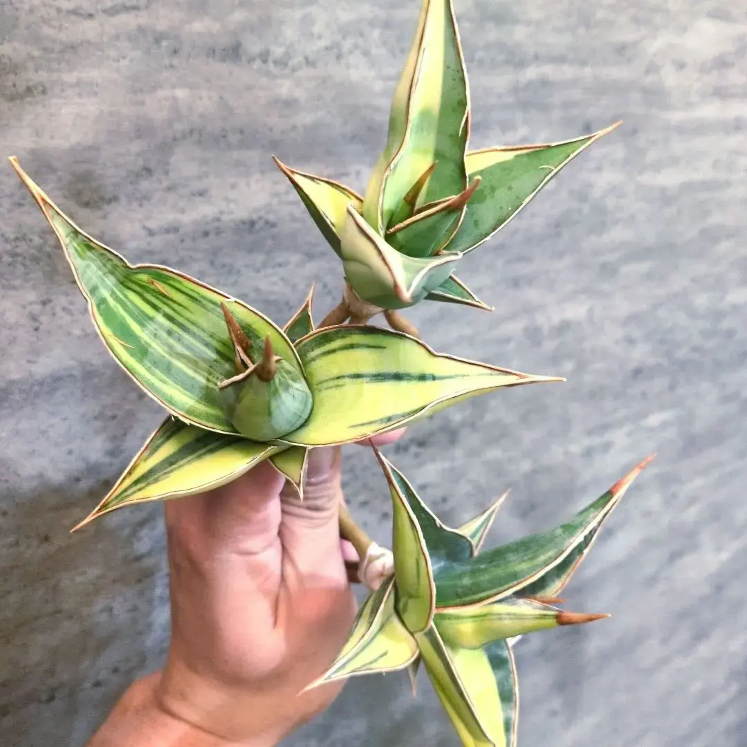 2026年最新】サンスベリア ピングイキュラ 斑入りの人気アイテム