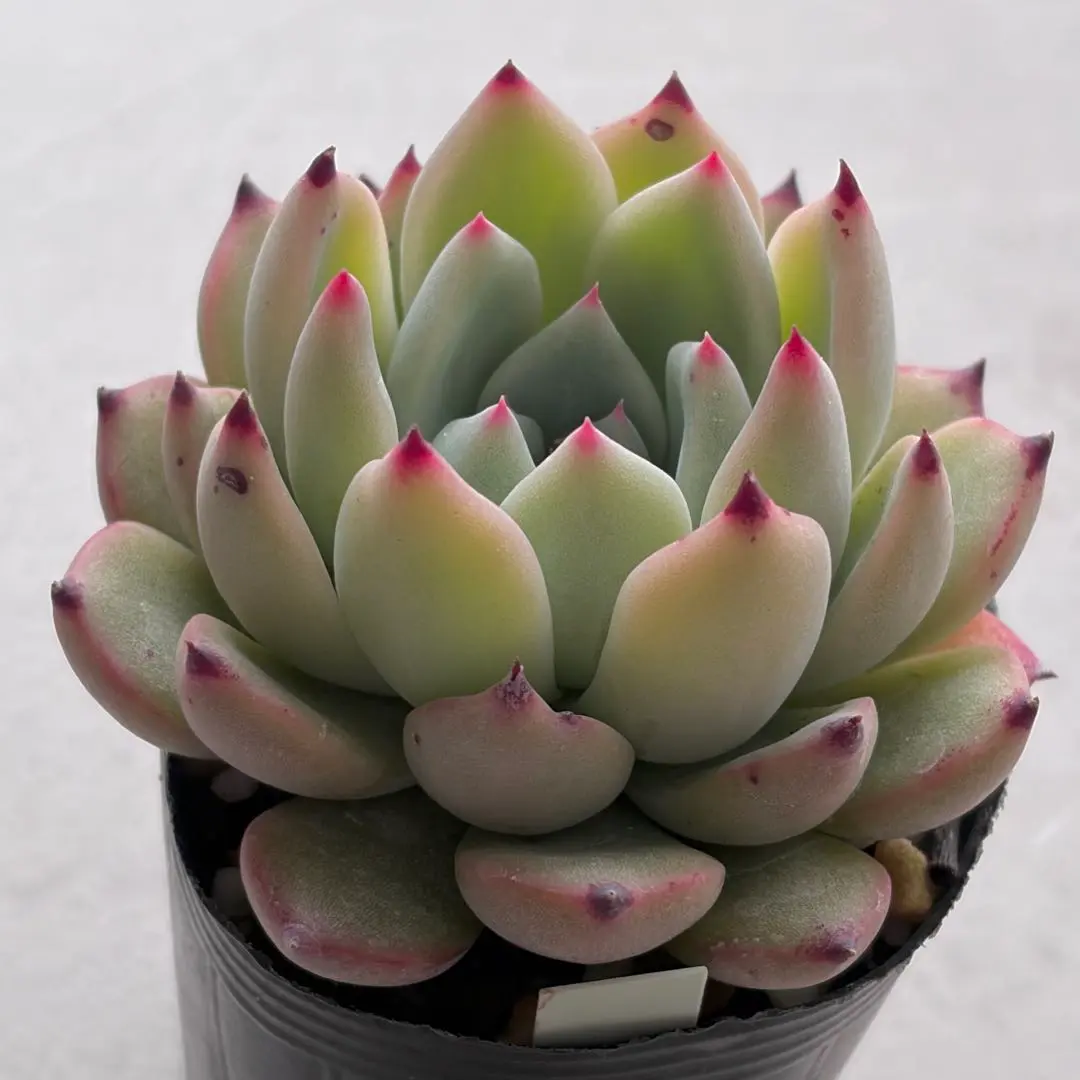 2026年最新】リンゼアナ×ざわわの人気アイテム - メルカリ