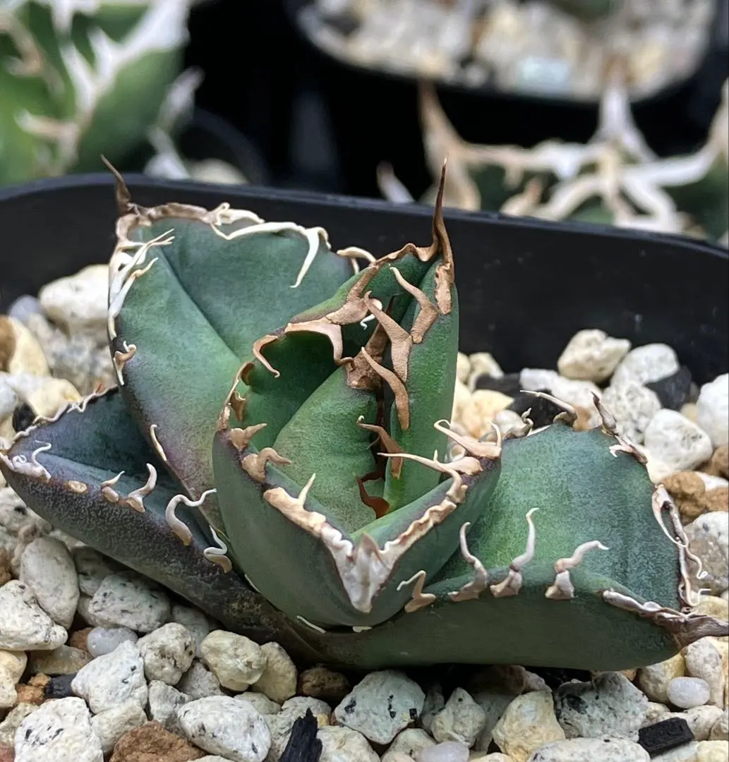 2026年最新】スーパーチタノタ カクタスグリーンの人気アイテム - メルカリ