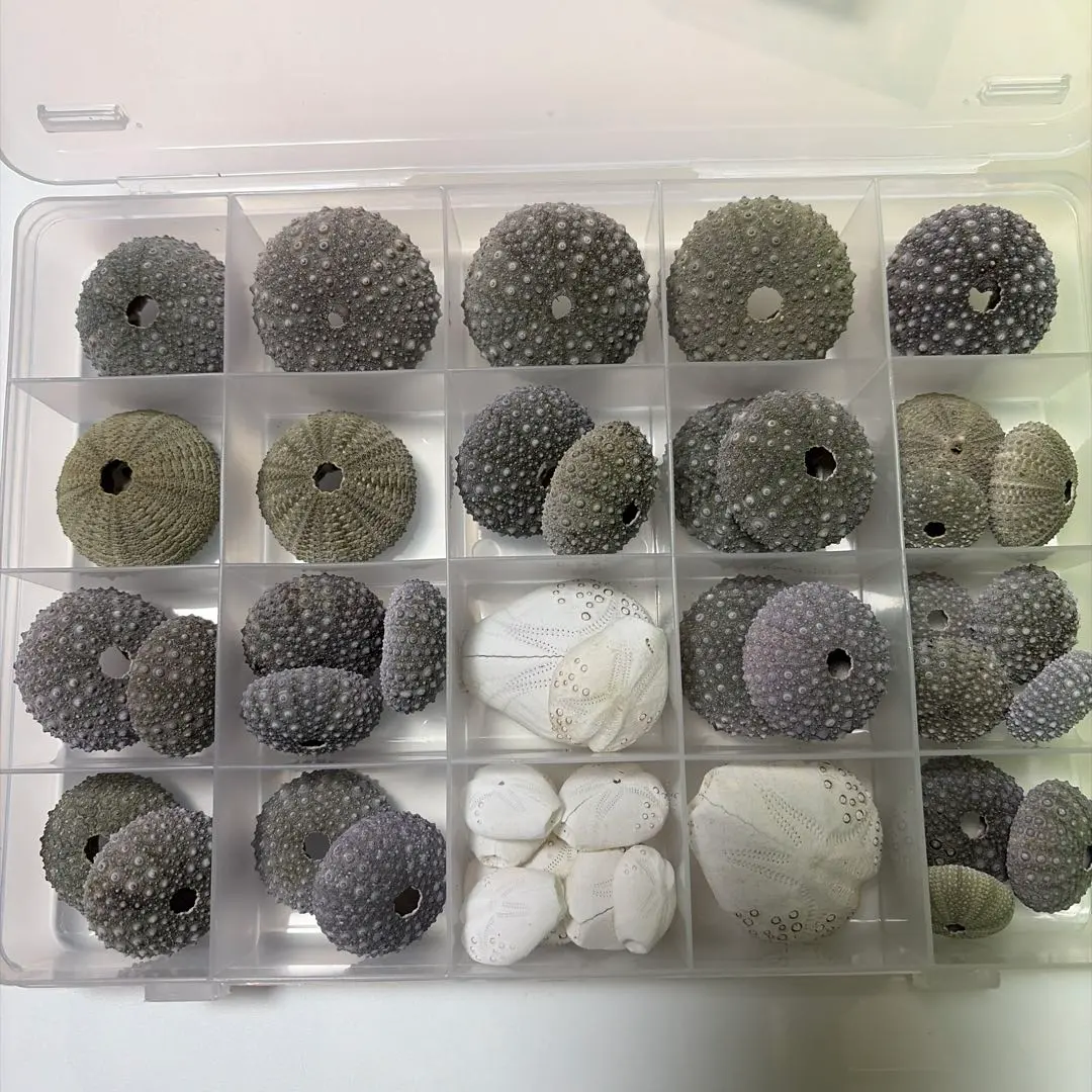 2026年最新】ブンブク ウニ殻の人気アイテム - メルカリ