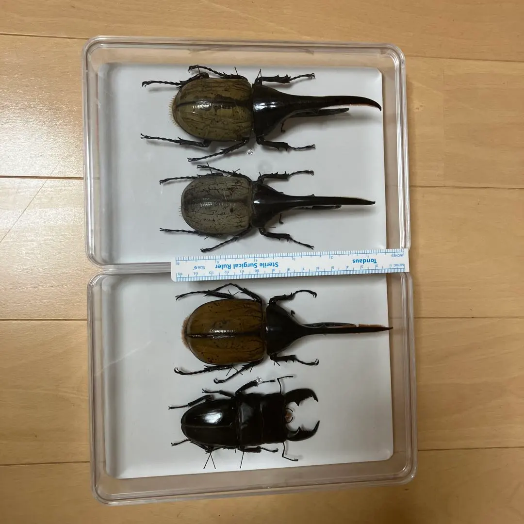 2026年最新】ヘラクレスブルー 標本の人気アイテム - メルカリ