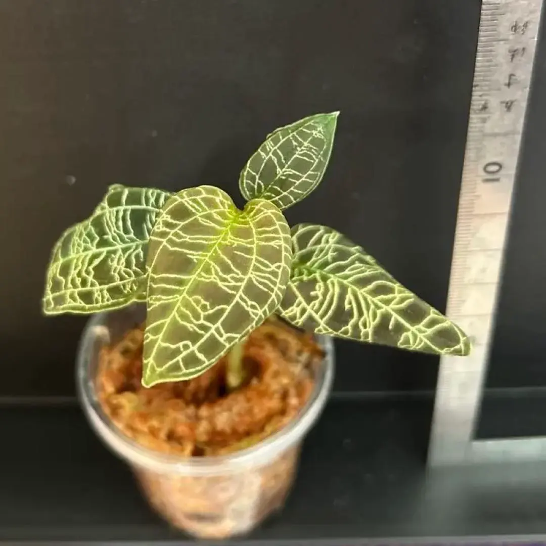 2026年最新】マコデスペトラ斑入りの人気アイテム - メルカリ