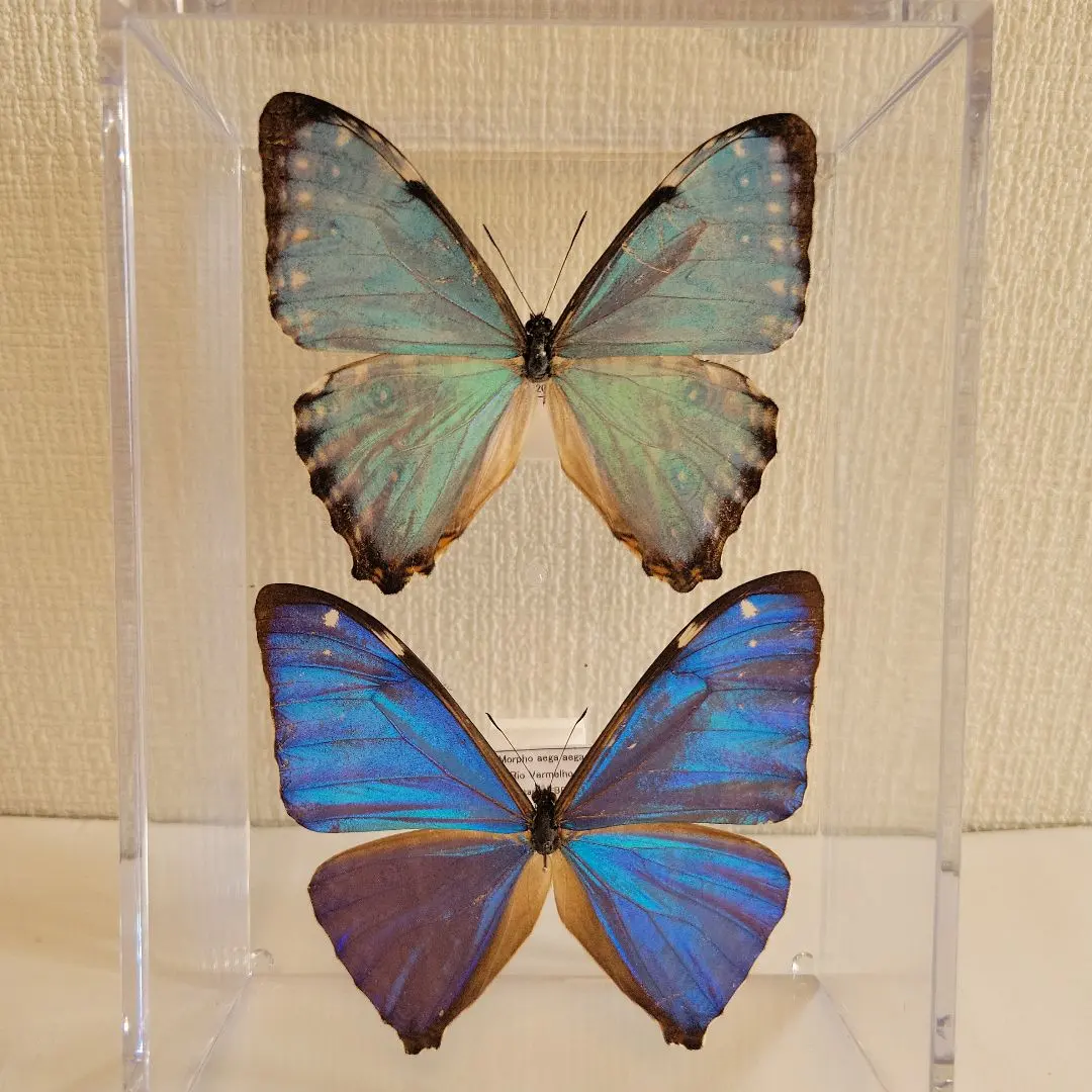 2026年最新】ポルティスモルフォの人気アイテム - メルカリ