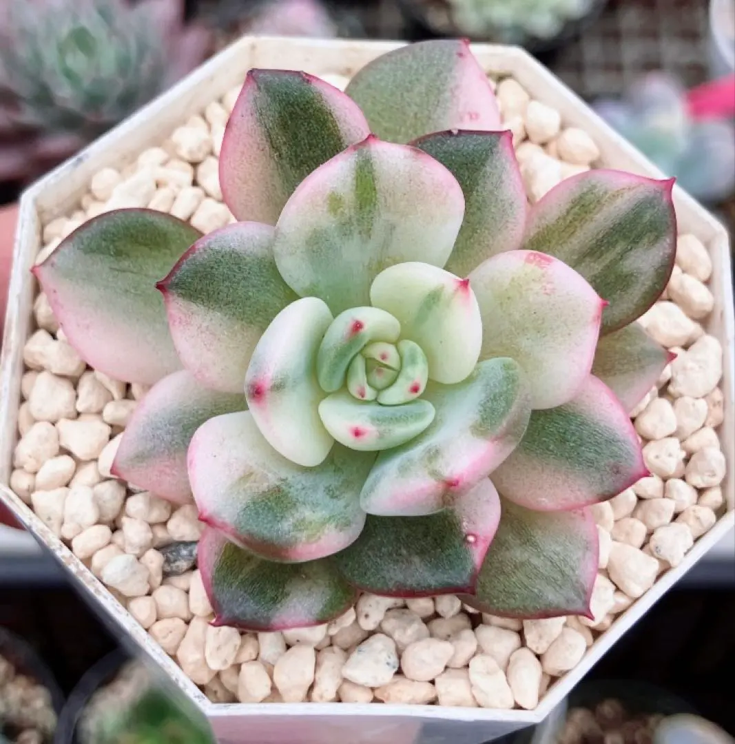 2026年最新】フラメンコ錦の人気アイテム - メルカリ