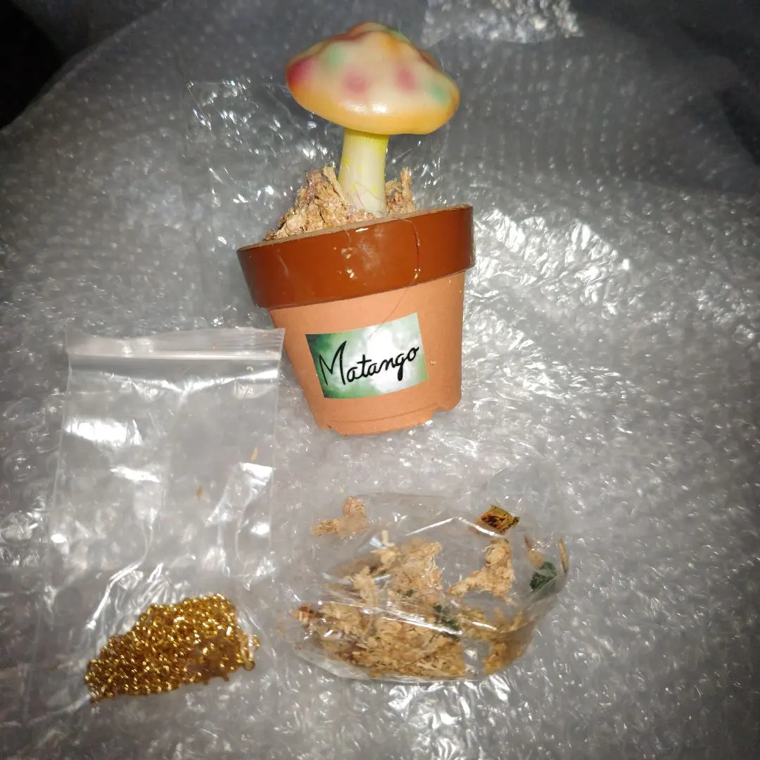 2026年最新】m1号 マタンゴの人気アイテム - メルカリ