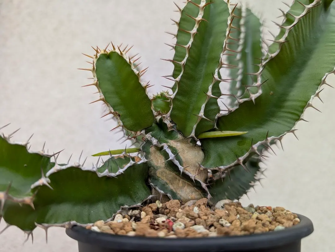 2026年最新】ユーフォルビアムランジーナの人気アイテム - メルカリ