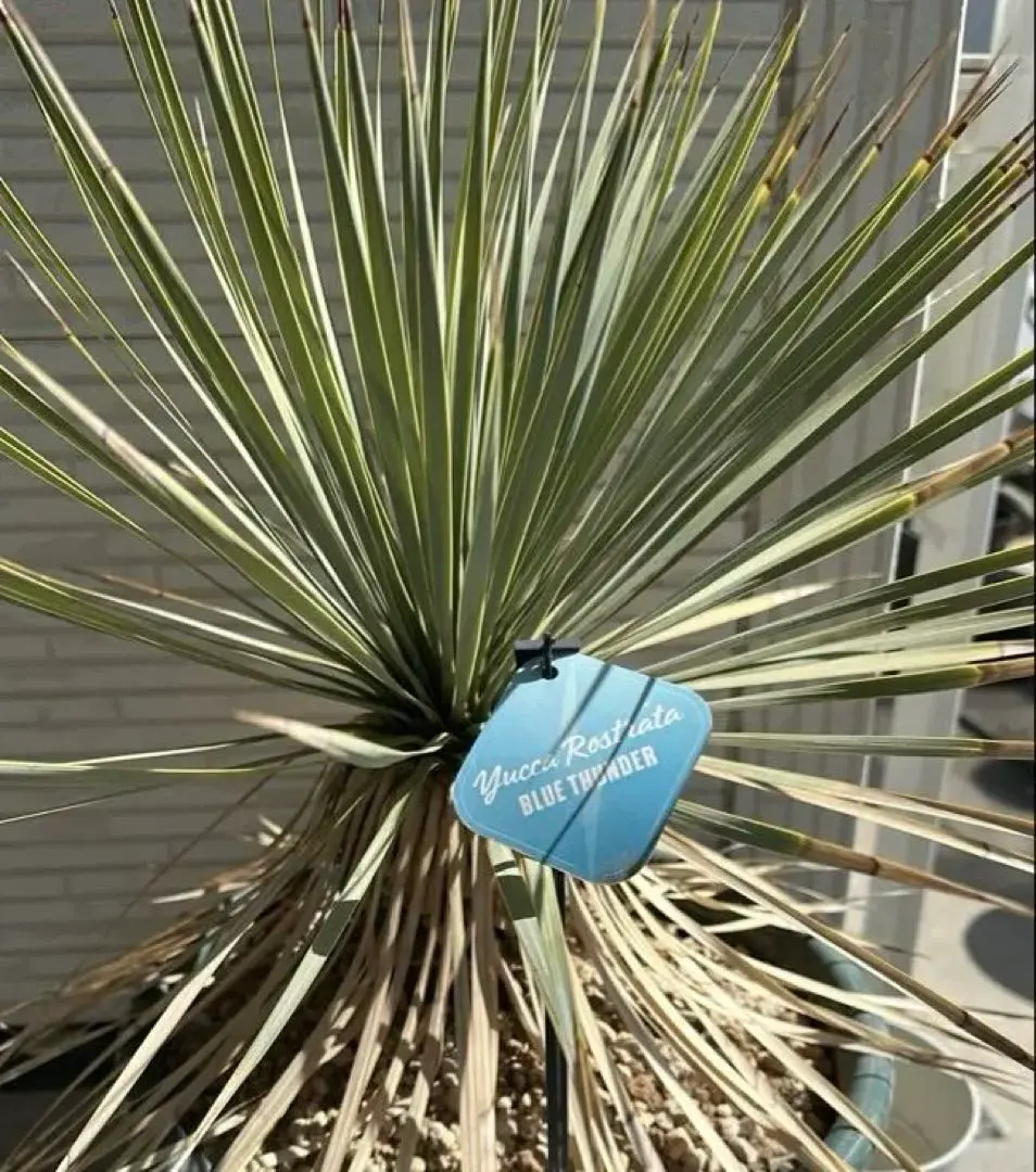 2026年最新】ロストラータ ブルーサンダーの人気アイテム - メルカリ