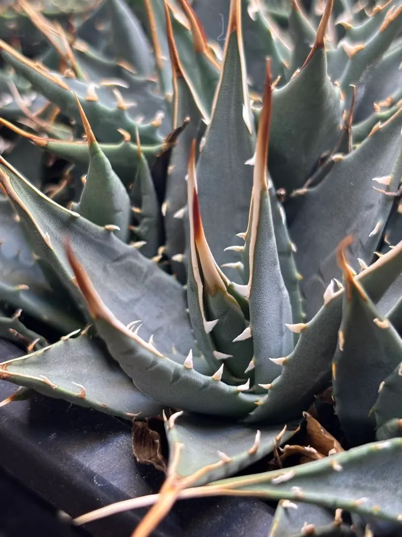 2026年最新】エボリスピナ 斑入りの人気アイテム - メルカリ