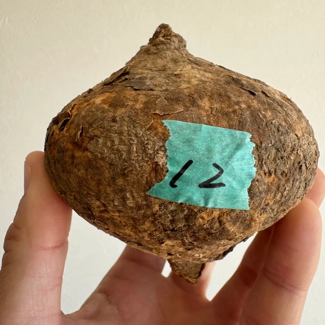 2026年最新】アデニア オバタの人気アイテム - メルカリ