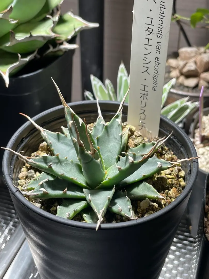 2026年最新】エボリスピナ 斑入りの人気アイテム - メルカリ