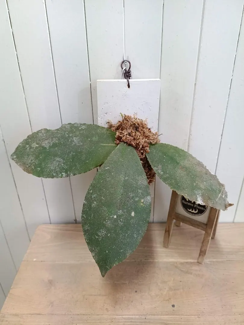 2026年最新】ホヤ ウンデュラータの人気アイテム - メルカリ