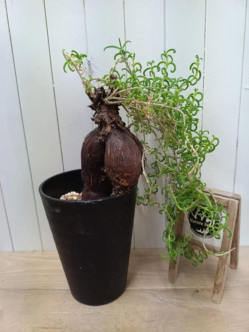 2026年最新】メストクレマ ツベローサムの人気アイテム - メルカリ