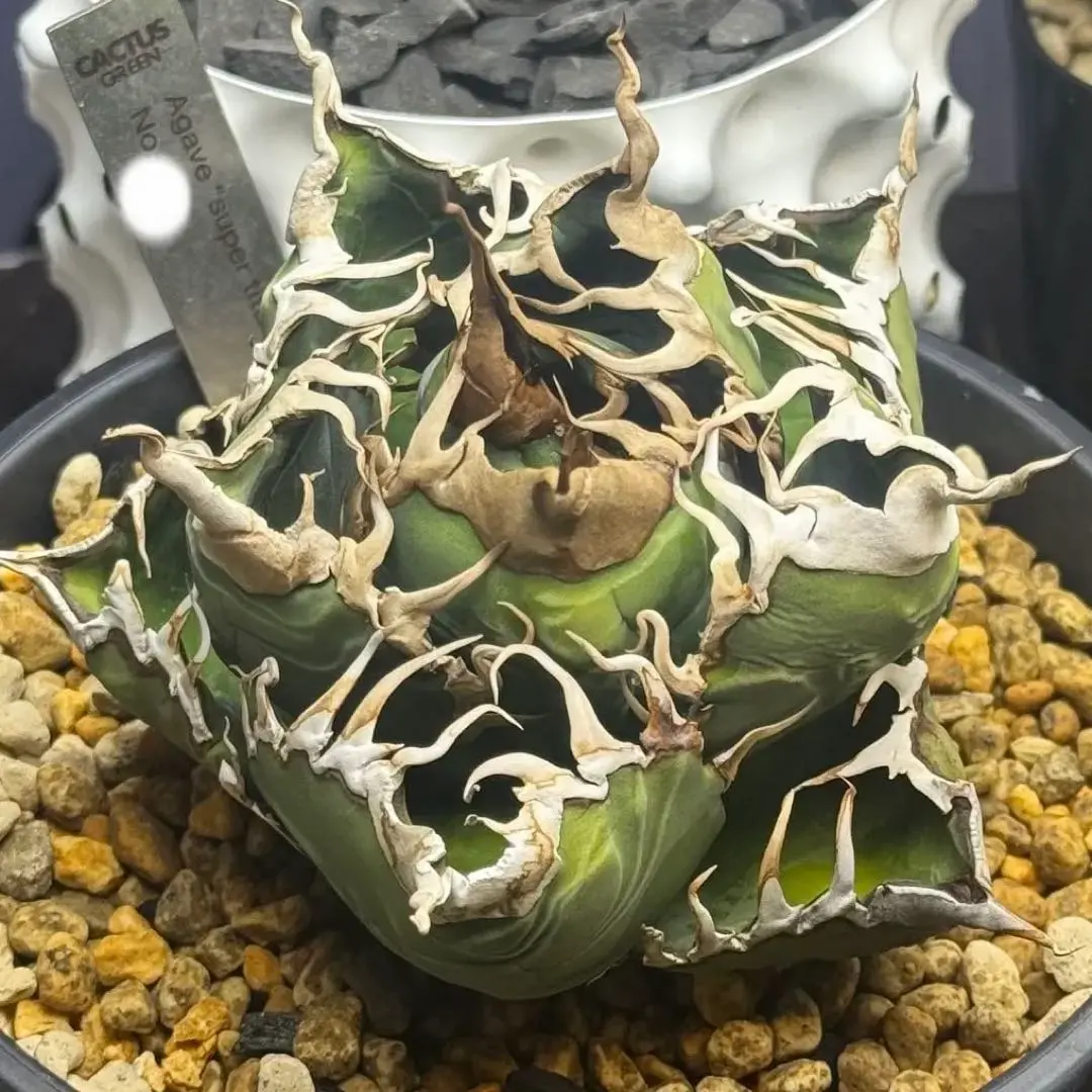 2026年最新】スーパーチタノタ カクタスグリーンの人気アイテム - メルカリ