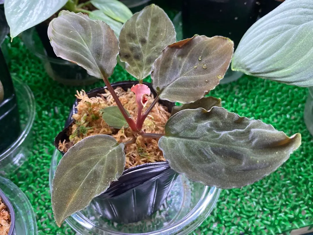 2026年最新】ホマロメナ ブラックの人気アイテム - メルカリ