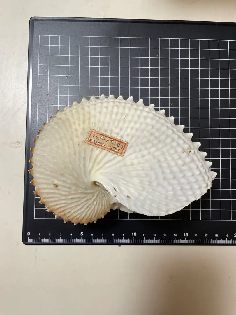 2026年最新】アオイガイの人気アイテム - メルカリ