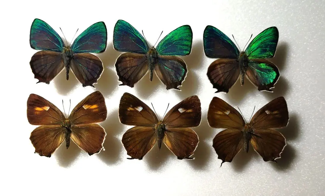 2026年最新】ミドリシジミの人気アイテム - メルカリ