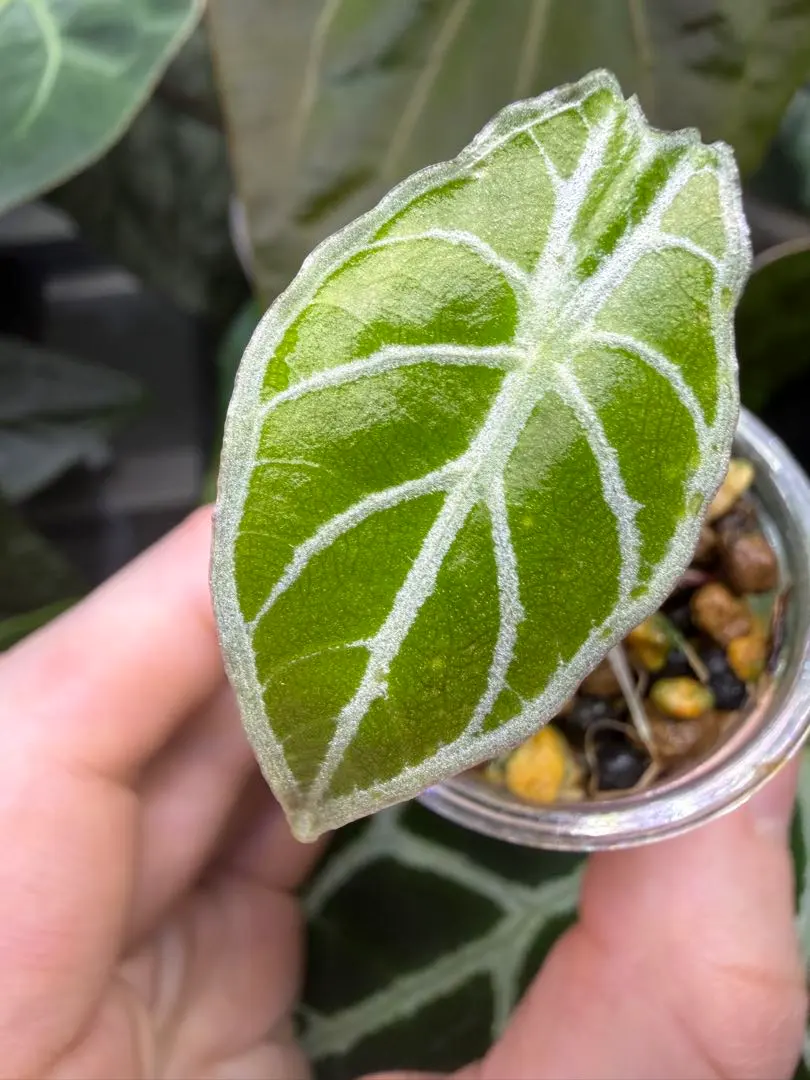 2026年最新】アロカシア ワトソニアの人気アイテム - メルカリ