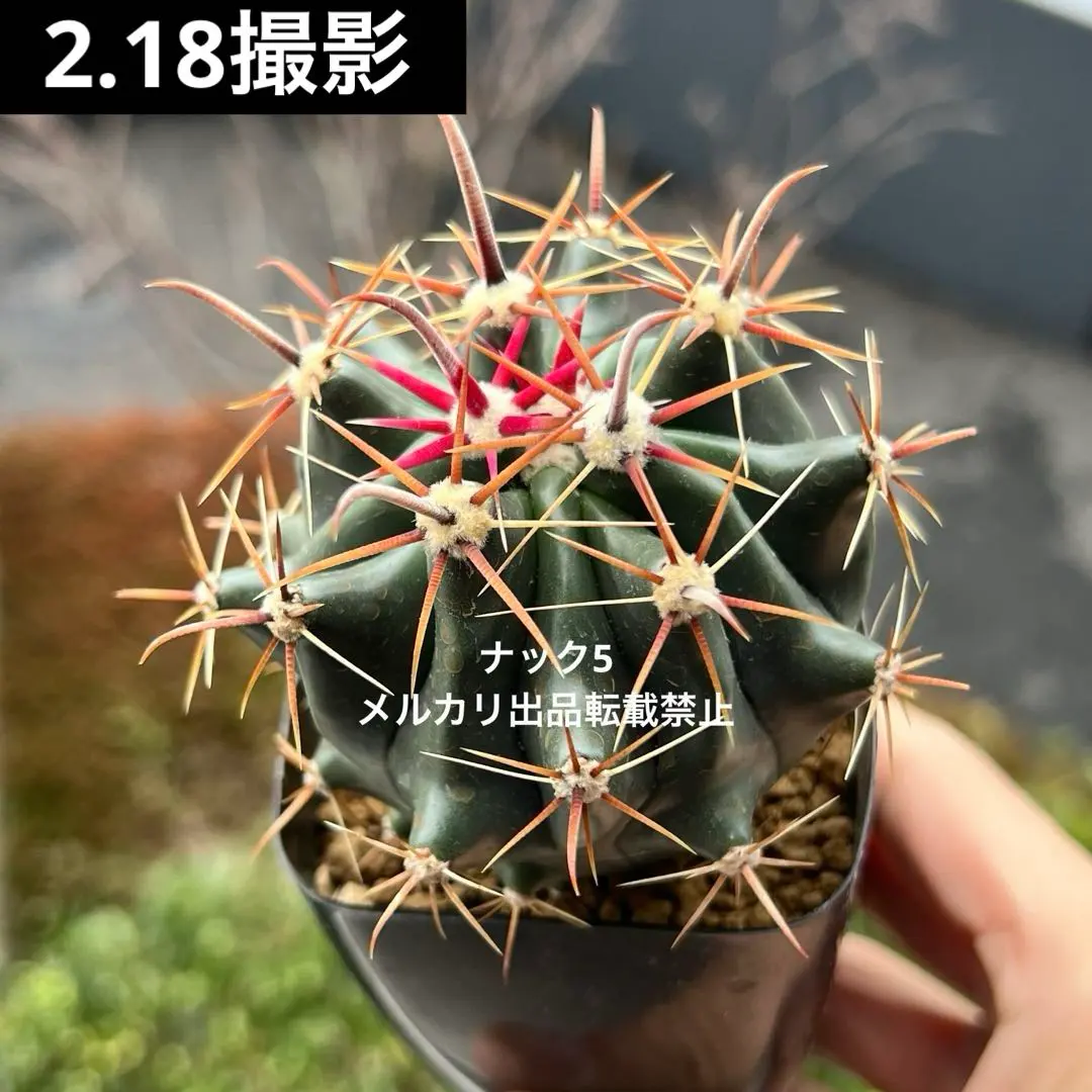 2026年最新】刈穂玉の人気アイテム - メルカリ