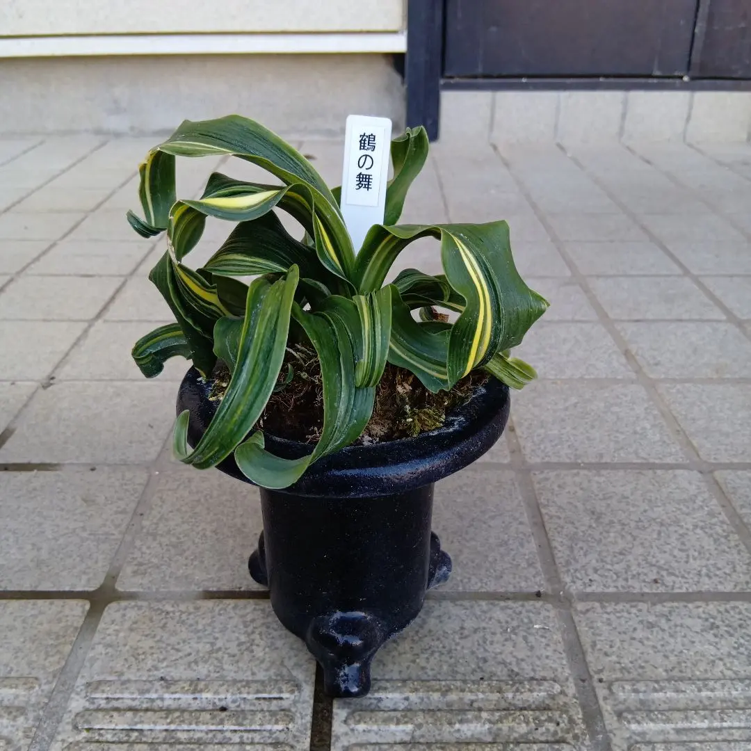 2026年最新】万年青 獅子の人気アイテム - メルカリ