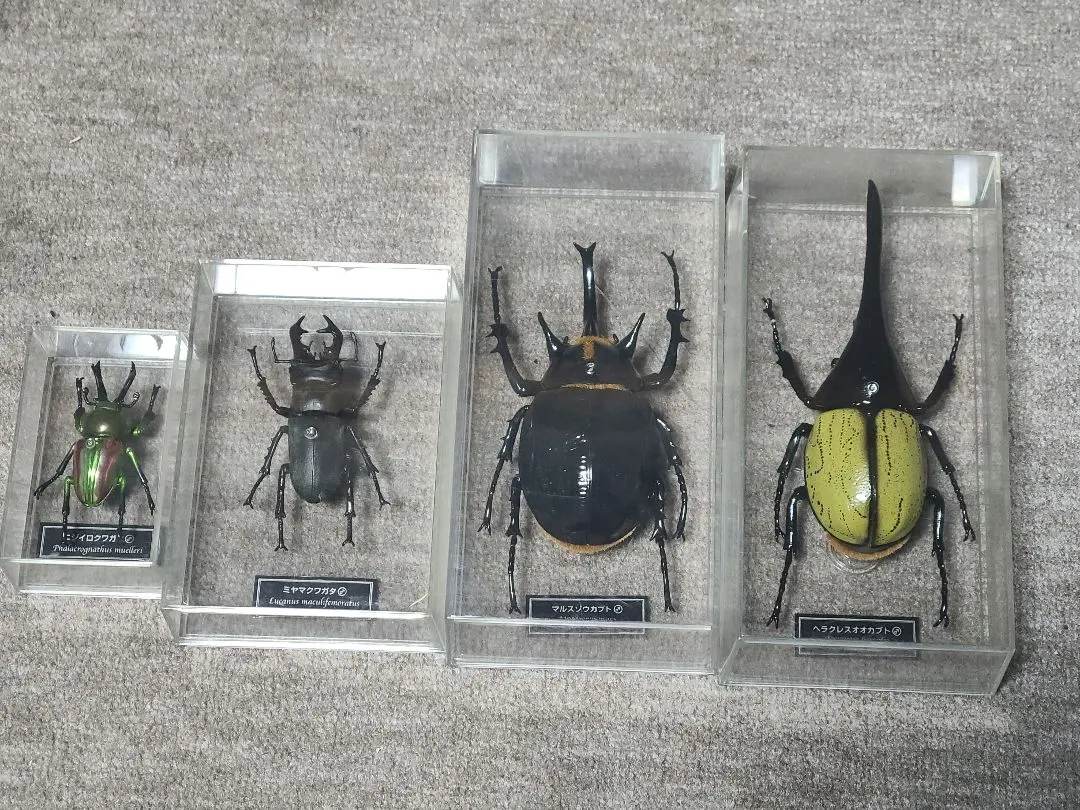 2026年最新】ゾウカブト 標本の人気アイテム - メルカリ