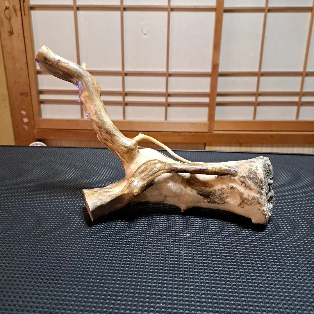 2026年最新】海松 原木の人気アイテム - メルカリ