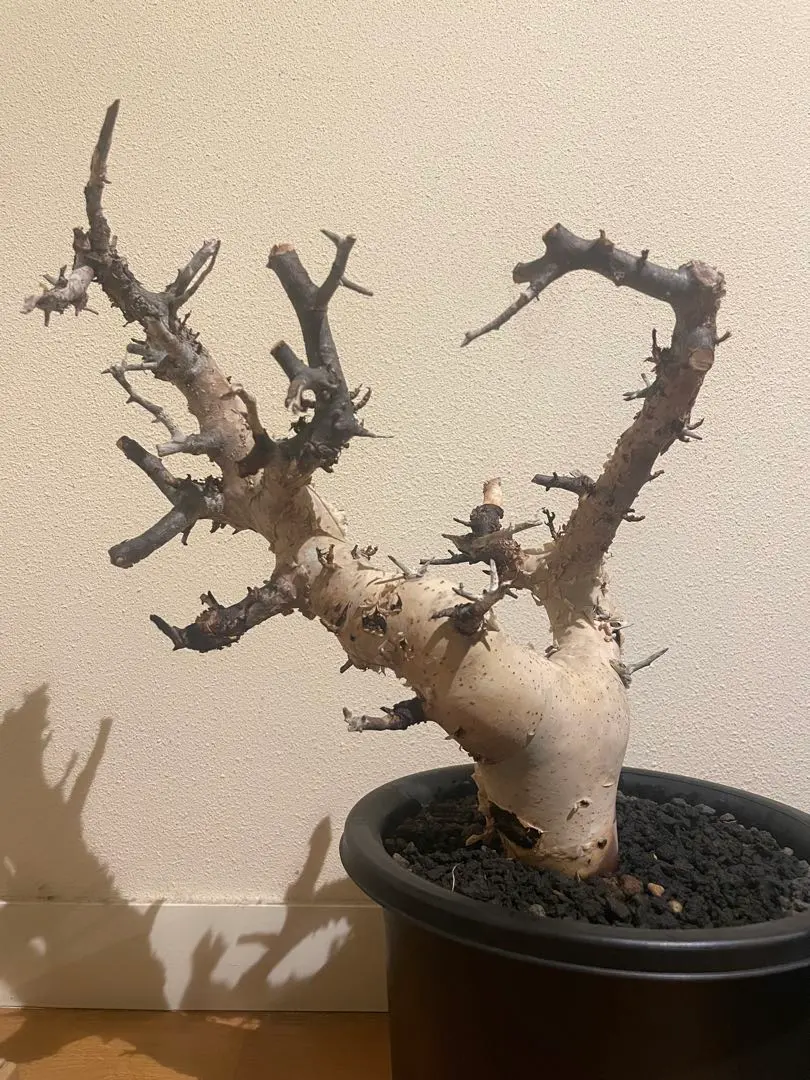 2026年最新】コミフォラ カタフ ピュアの人気アイテム - メルカリ