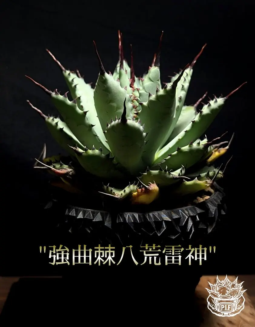 2026年最新】アガベ曲棘八荒雷神の人気アイテム - メルカリ