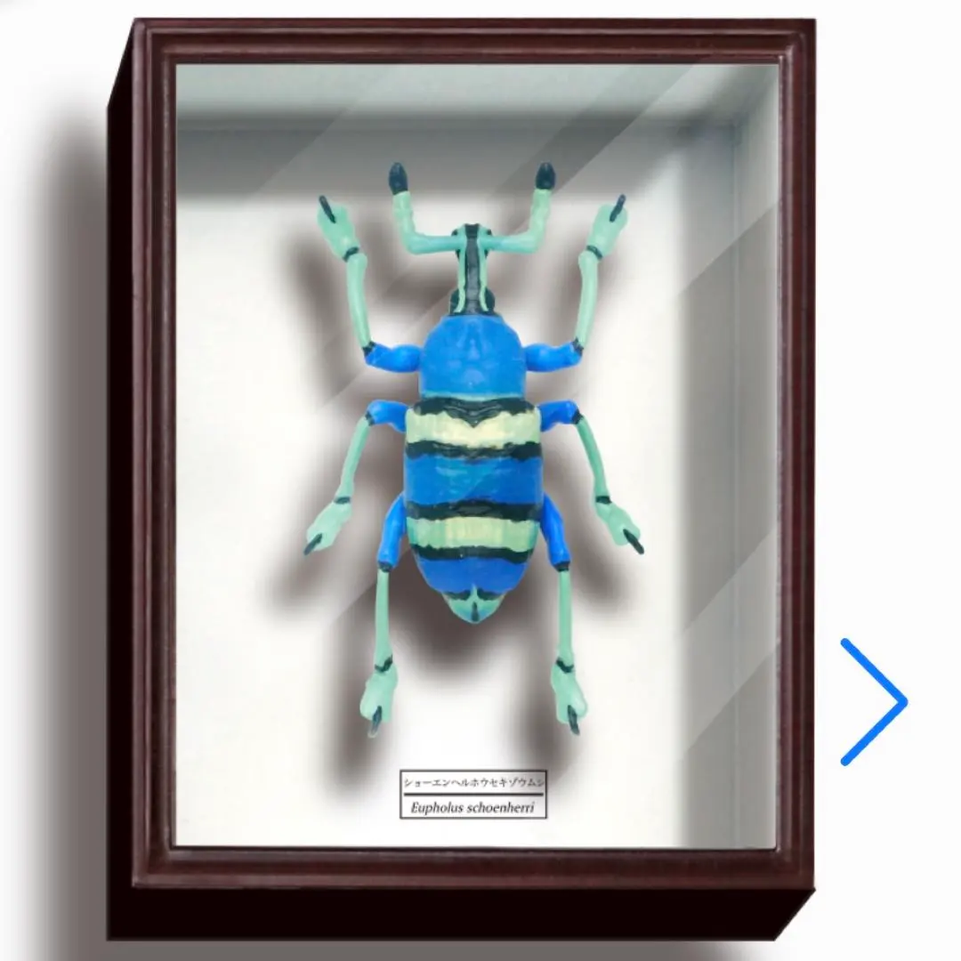 2026年最新】ドイツ箱 標本箱の人気アイテム - メルカリ