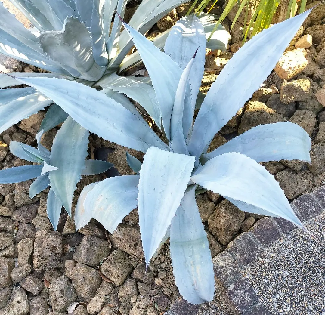 2026年最新】フランゾシニーの人気アイテム - メルカリ