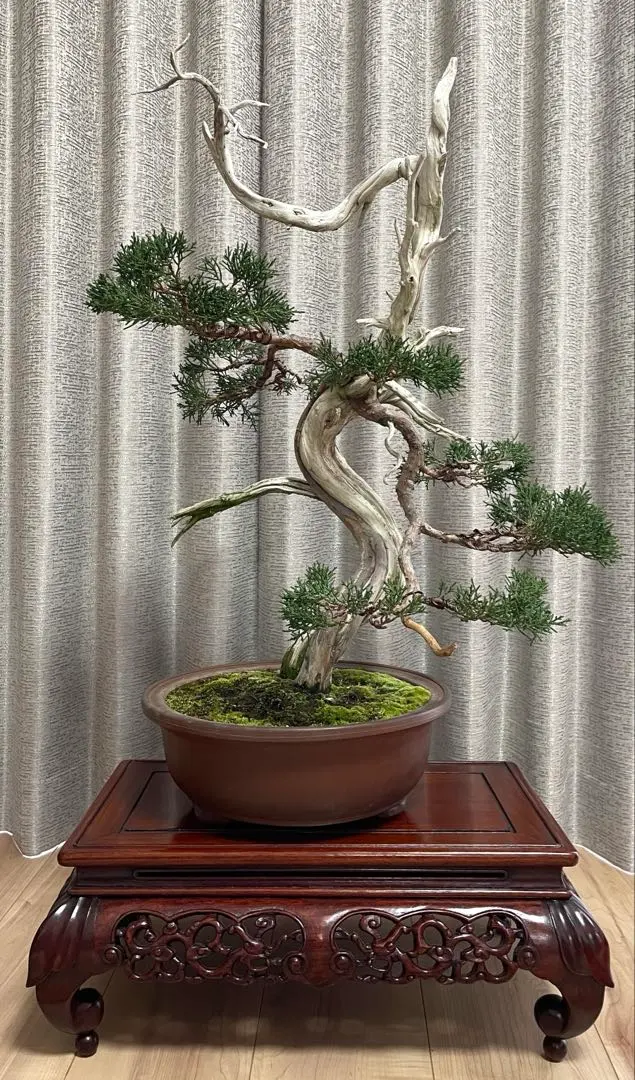 2026年最新】真柏 山採りの人気アイテム - メルカリ