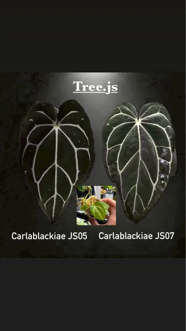 2026年最新】anthurium carlablackiaeの人気アイテム - メルカリ