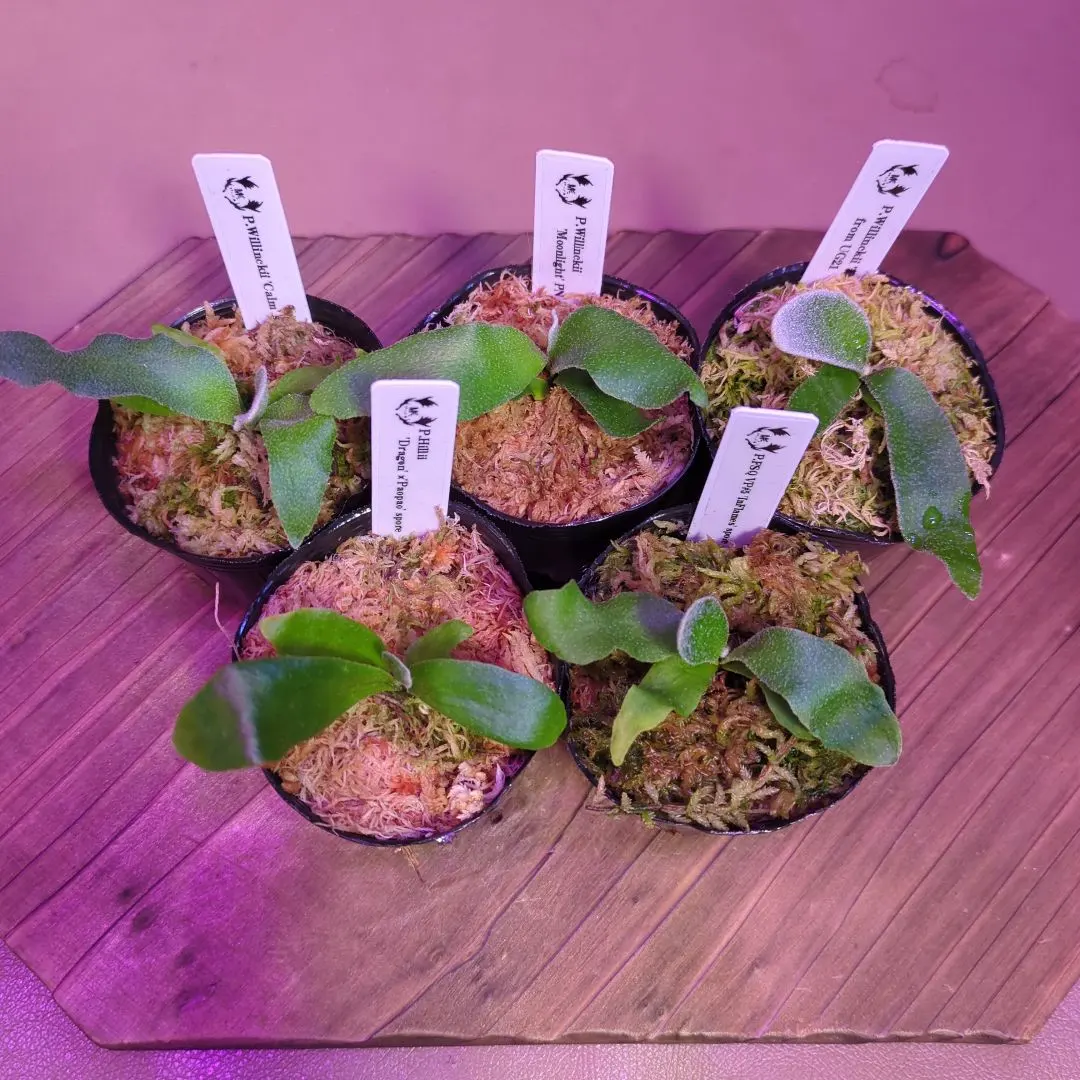 2026年最新】willinckii calmの人気アイテム - メルカリ