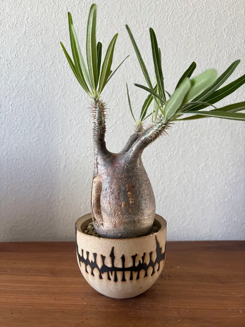 2026年最新】バリエム 鉢 sの人気アイテム - メルカリ