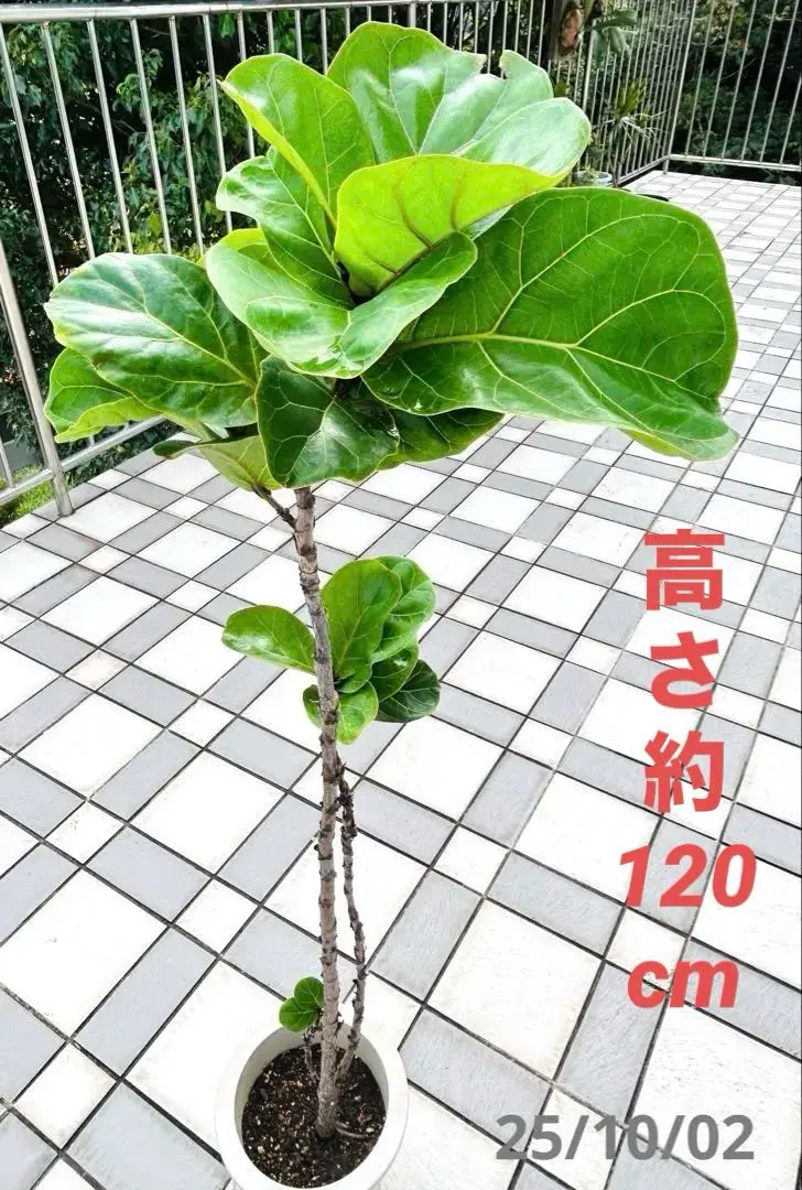 2026年最新】カシワバゴムの木の人気アイテム - メルカリ