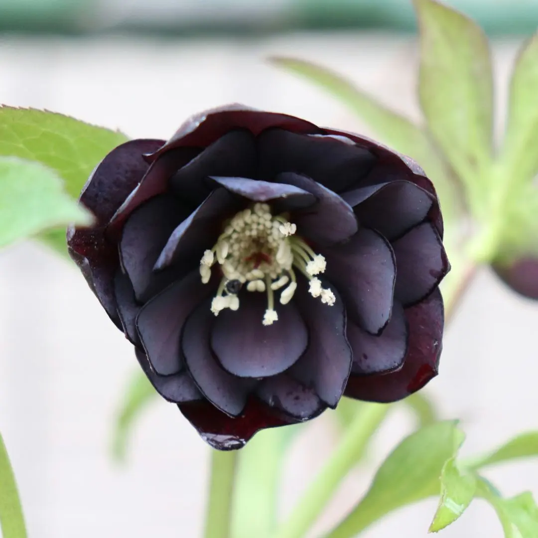 2026年最新】八咫烏 クリスマスローズの人気アイテム - メルカリ