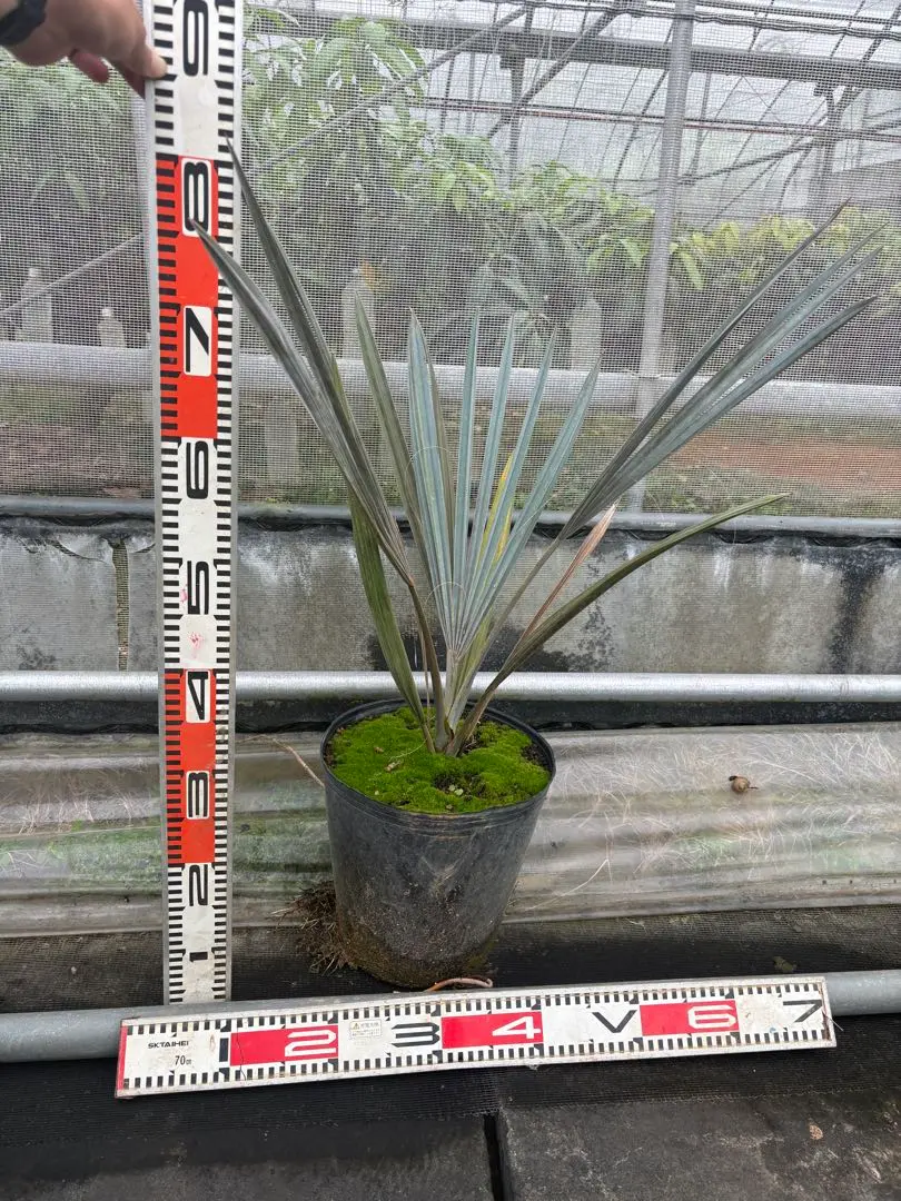 2026年最新】ビスマルキアノビリスシルバーの人気アイテム - メルカリ