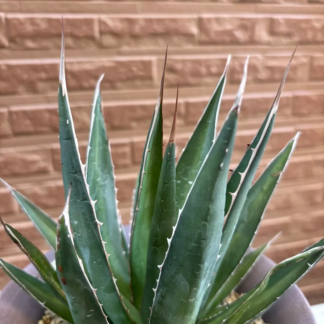 2026年最新】アガベ ホリダ 白中斑の人気アイテム - メルカリ