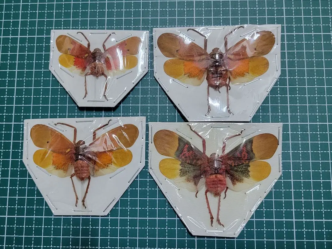 2026年最新】ハゴロモ 標本の人気アイテム - メルカリ