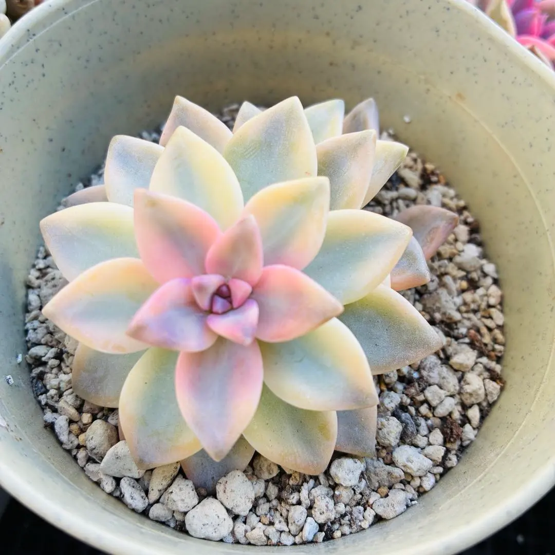 2026年最新】淡雪錦の人気アイテム - メルカリ