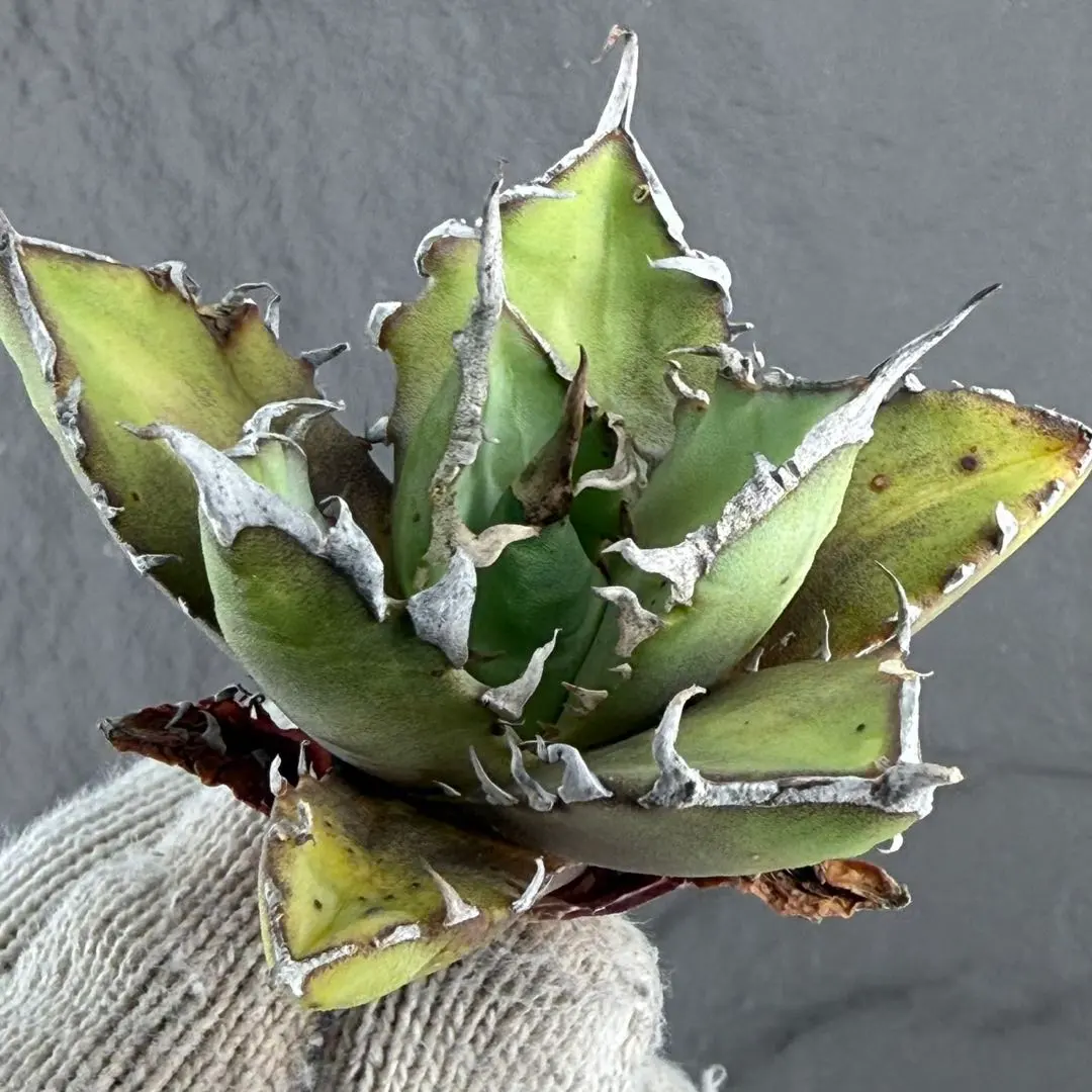 2026年最新】オアハカワイルドの人気アイテム - メルカリ