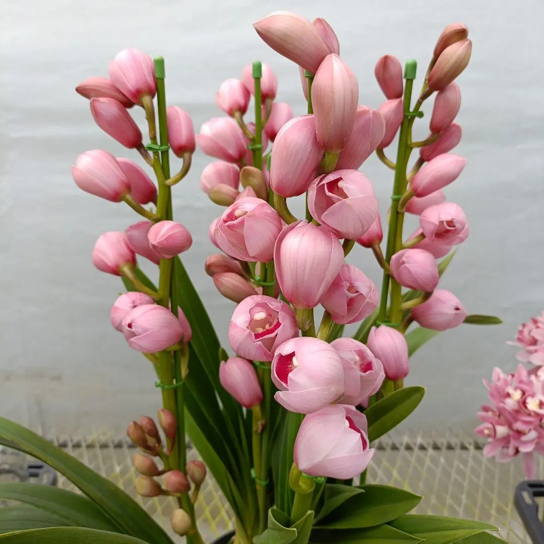 2026年最新】シンビジューム萌香の人気アイテム - メルカリ