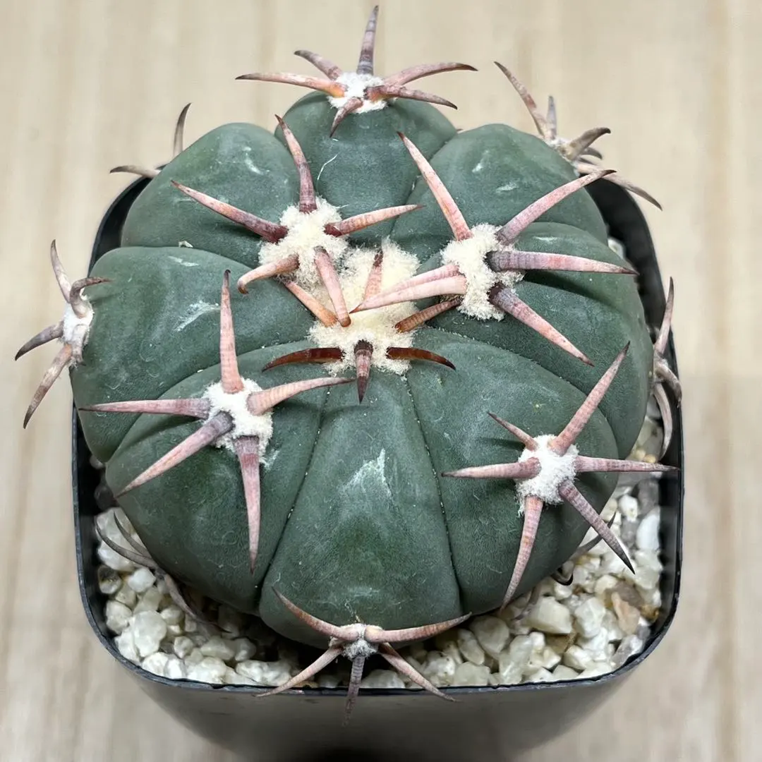 2026年最新】エキノカクタス 翠平丸の人気アイテム - メルカリ