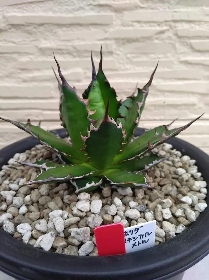 2026年最新】アガベ ホリダ ギルベイの人気アイテム - メルカリ