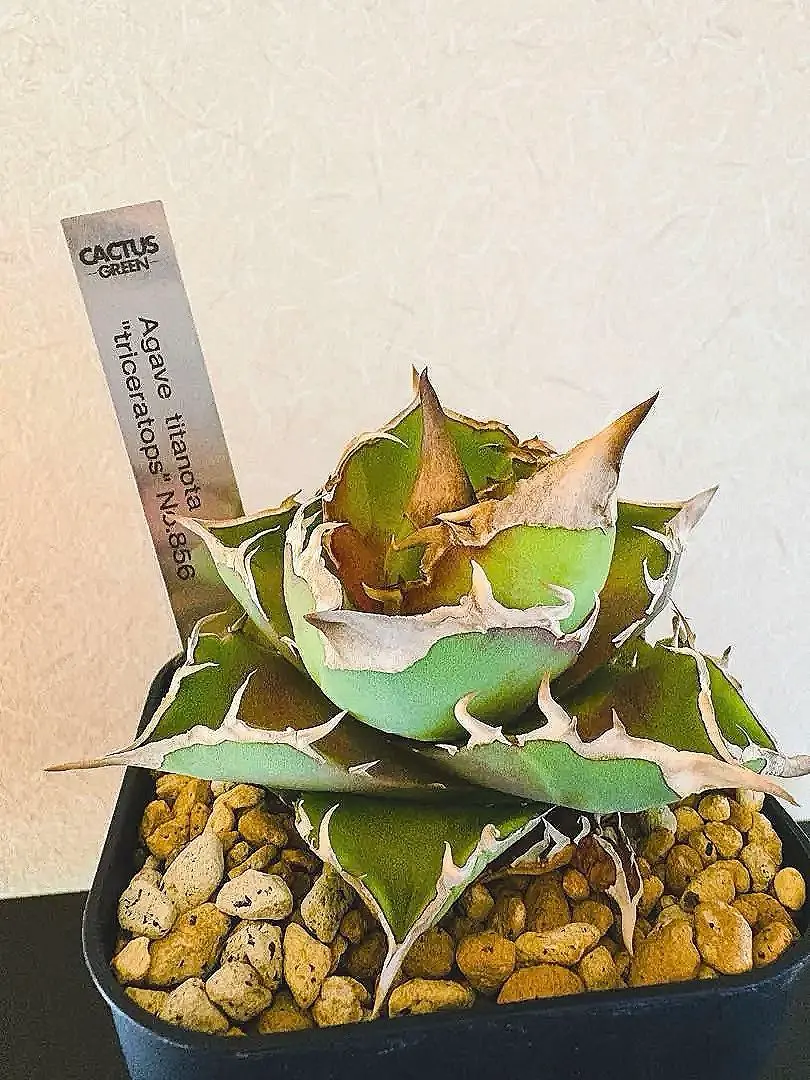 2026年最新】トリケラトプス アガベの人気アイテム - メルカリ