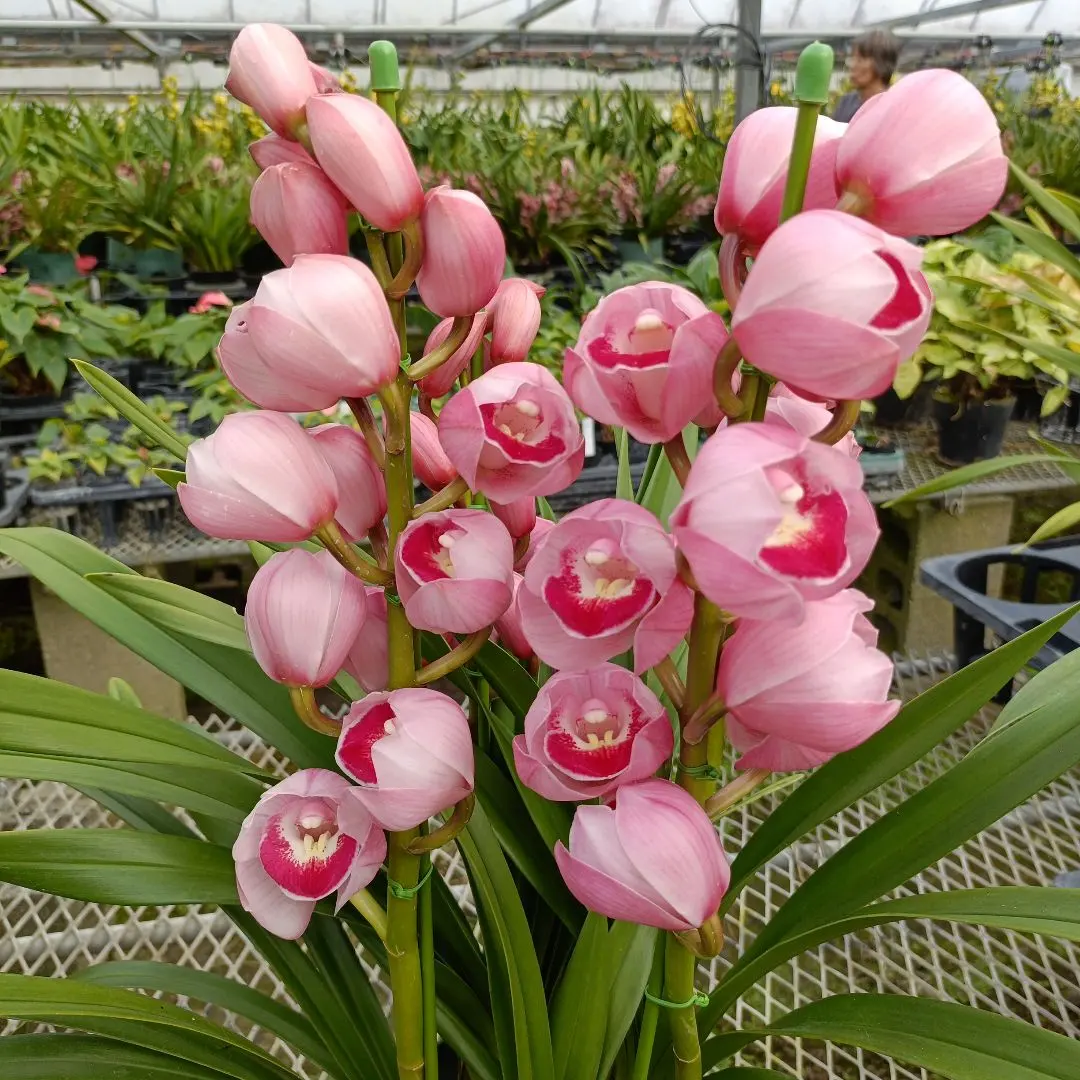 2026年最新】シンビジューム萌香の人気アイテム - メルカリ