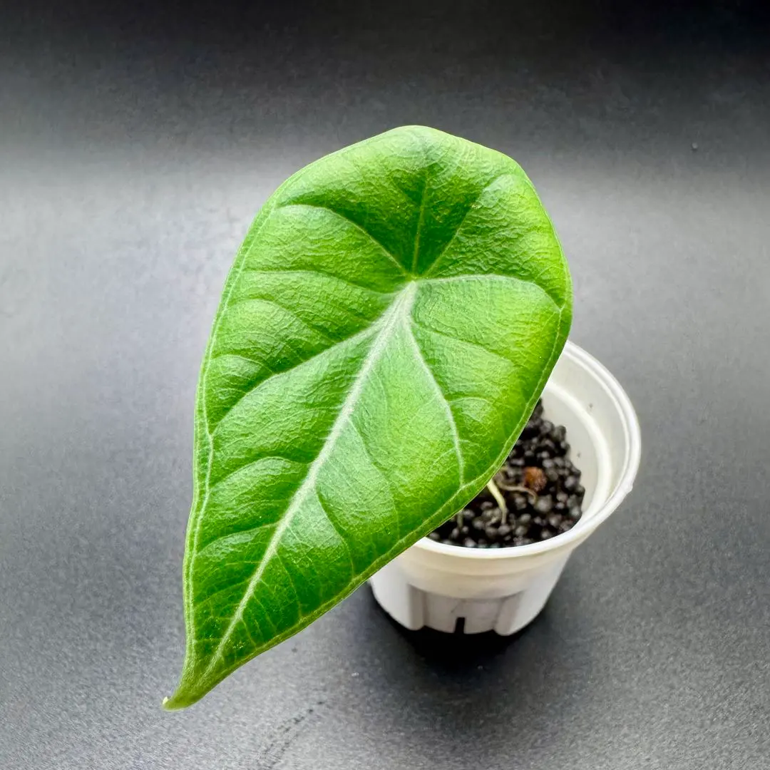 2026年最新】アロカシア メロの人気アイテム - メルカリ